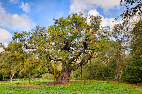 Oak tree image