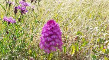 Pyramidal orchid